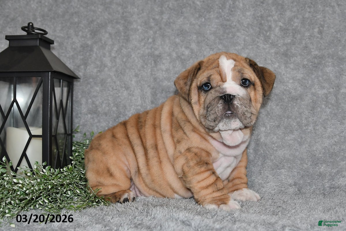 English Bulldog dogs Zane - Ad 1