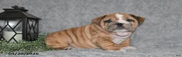 English Bulldog dogs for sale: Zane - Ad 1