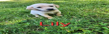 Lily
