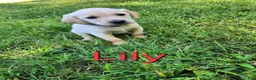 Labrador Retriever dogs for sale: Lily - Ad 1