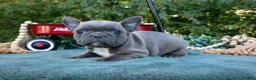 Frenchton dogs for sale: Clover - Ad 3