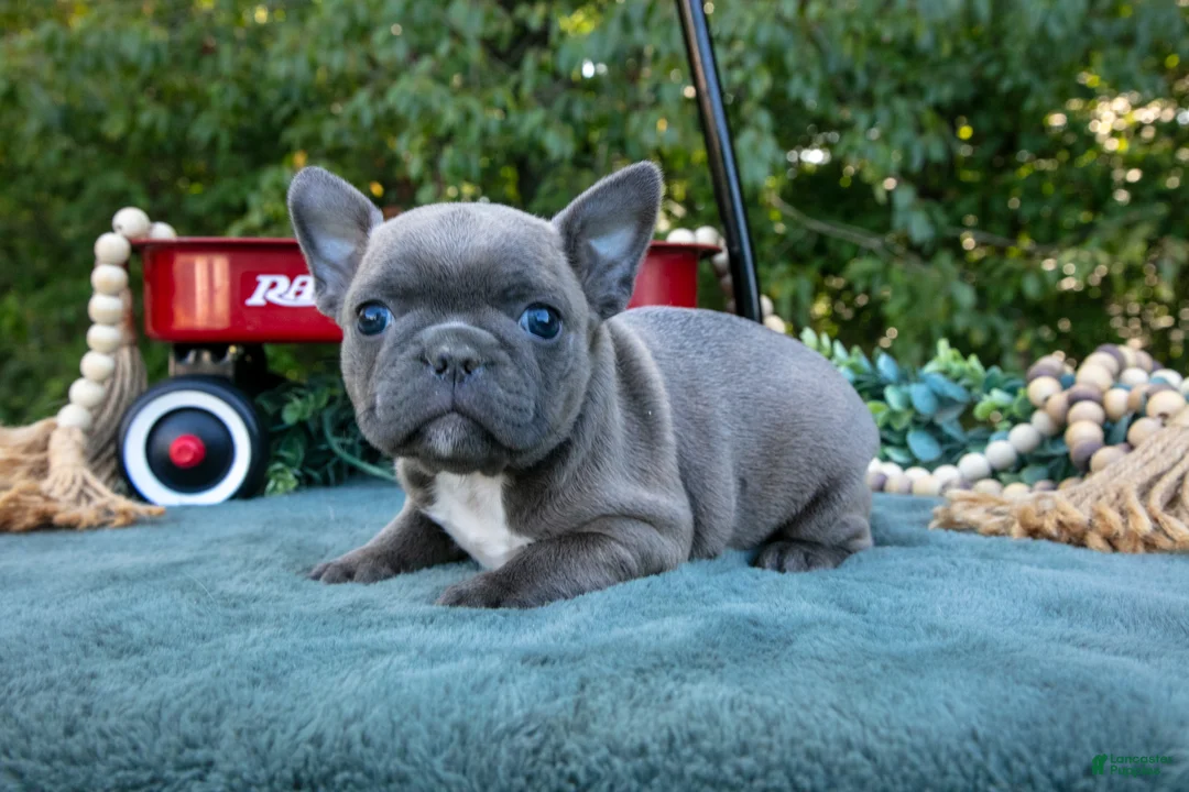 Frenchton dogs for sale: Clover - Ad 3