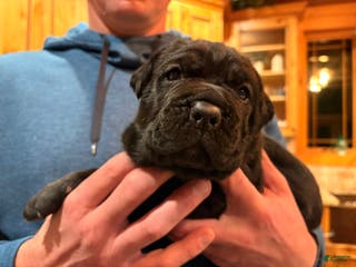 Cane Corso dogs Blue boy - Ad 31