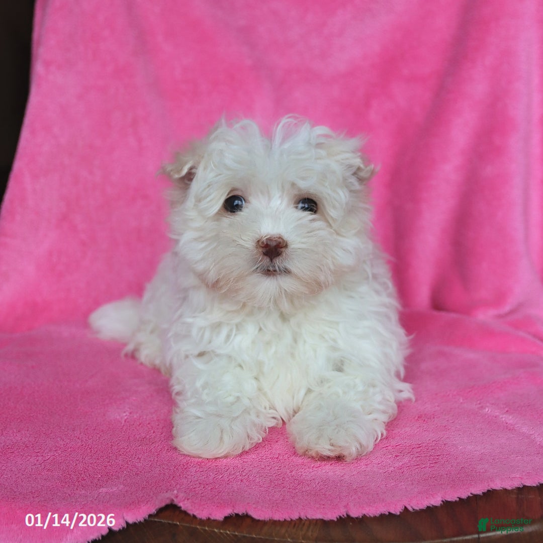 Maltese dogs for sale: Percy - Ad 2