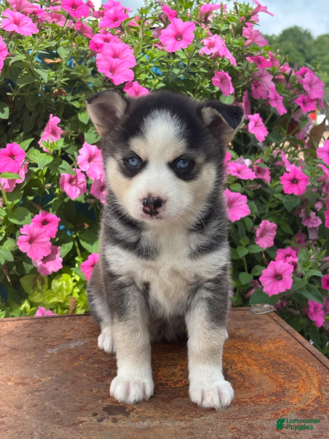 Pomsky dogs for sale: Sage - Ad 1