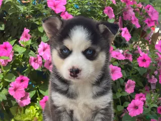 Pomsky dogs for sale: Sage - Ad 4