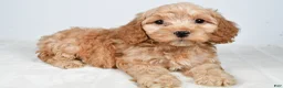 Cockapoo dogs for sale: Captain - Ad 8