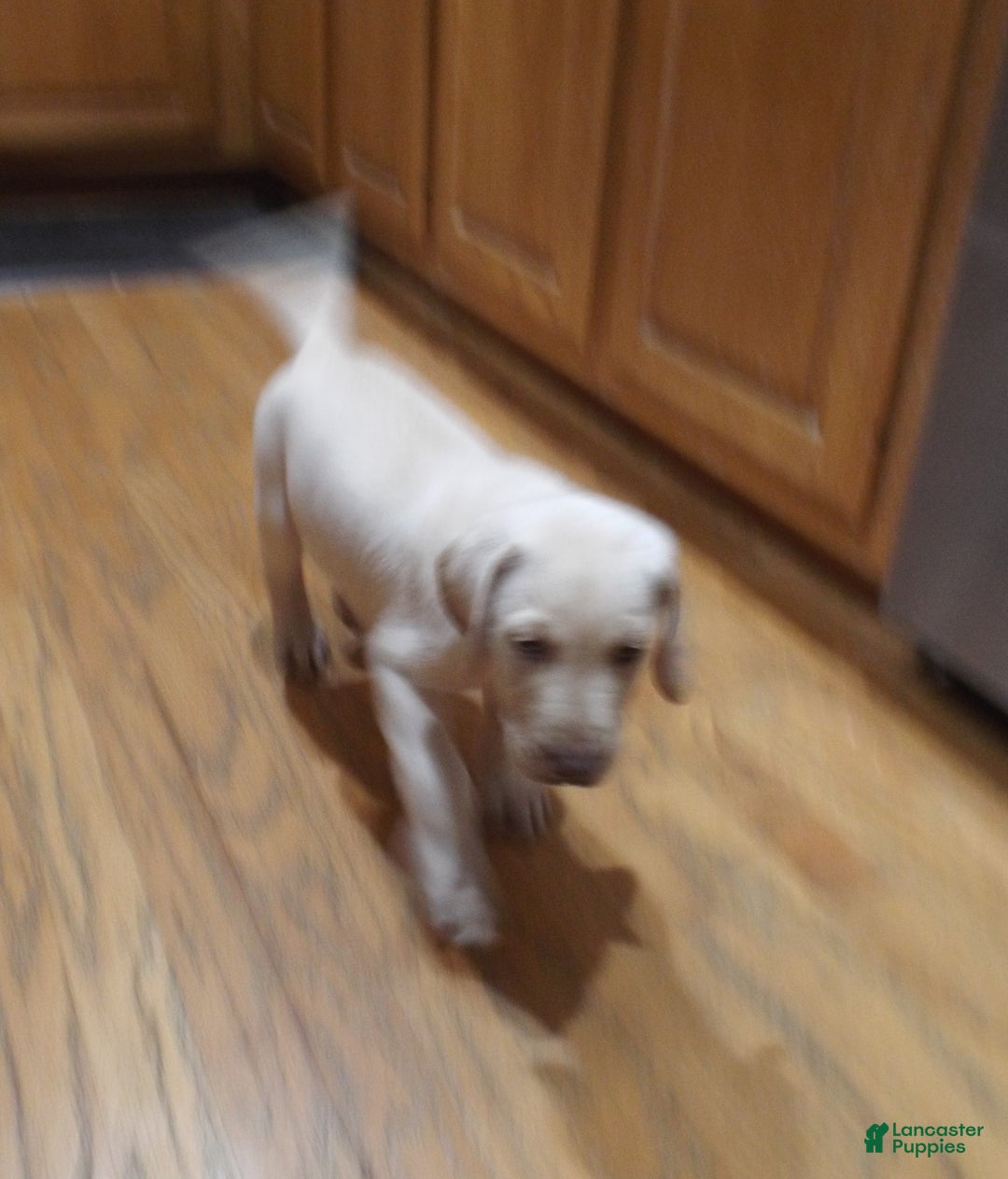 Labrador Retriever dogs for sale: Labrador Retriever Puppy 3 Lil Angel - Ad 4