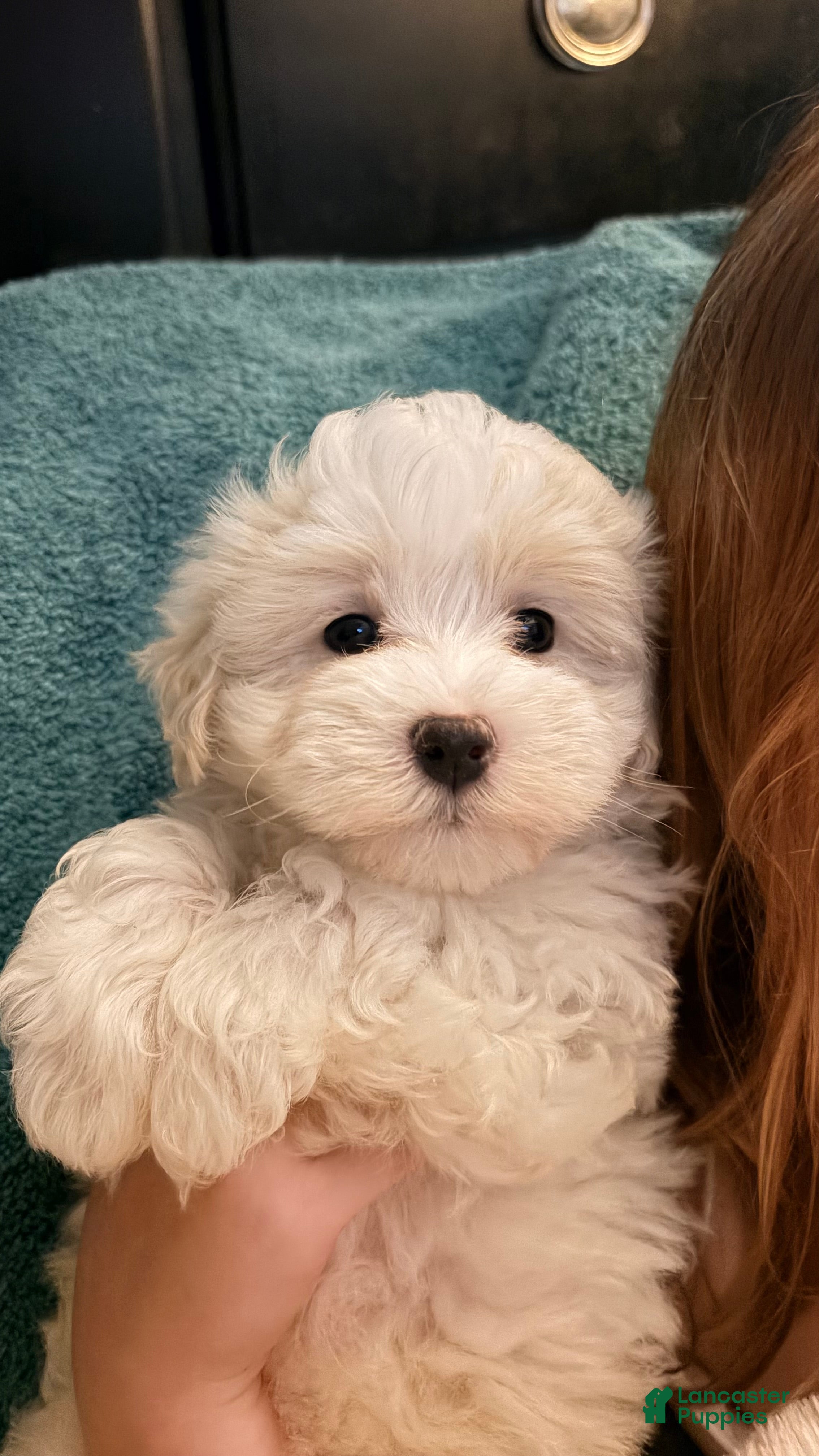 Maltipoo dogs Maltipoo 1 - Ad 1