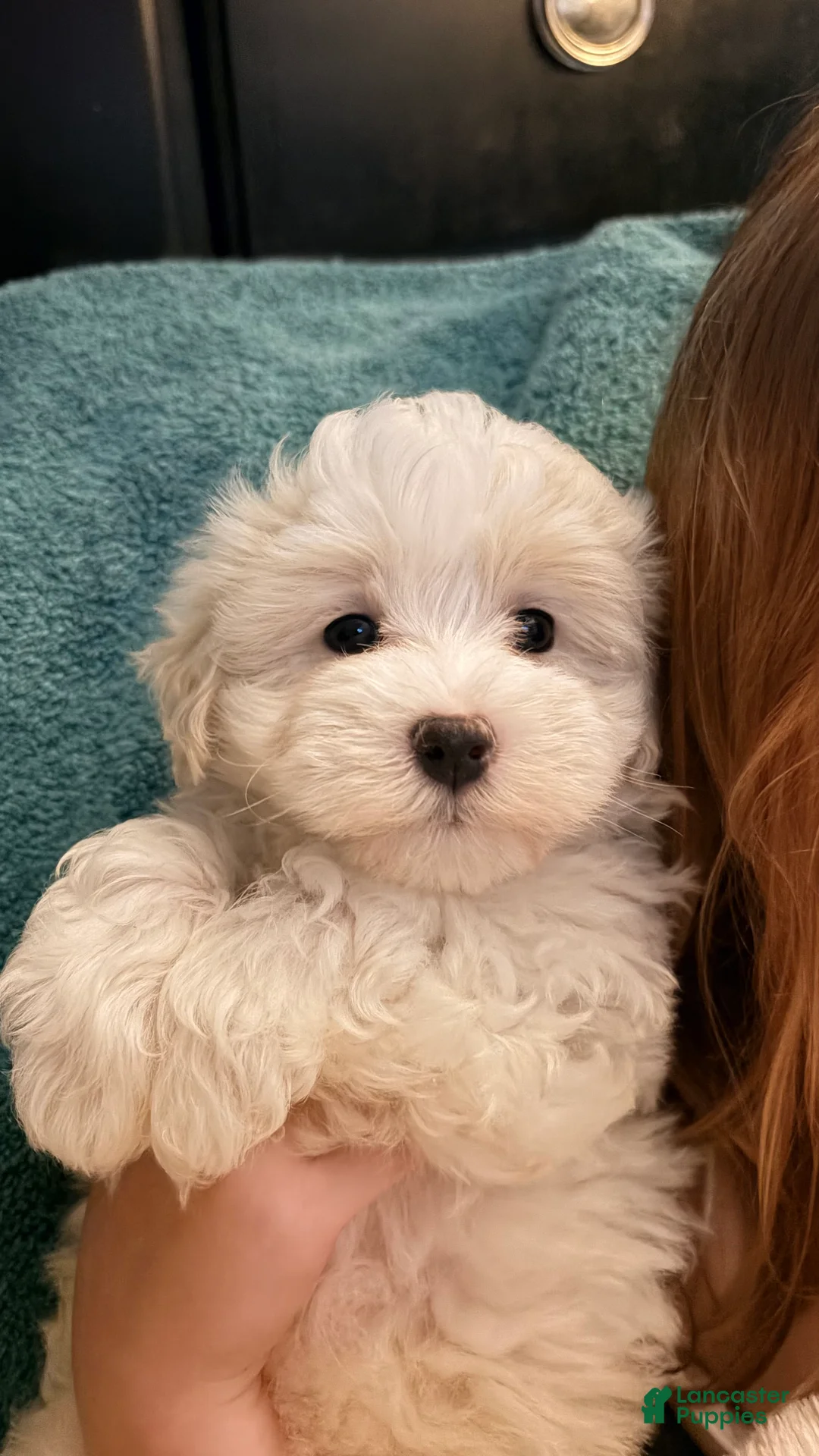 Maltipoo dogs for sale: Maltipoo 1 - Ad 1