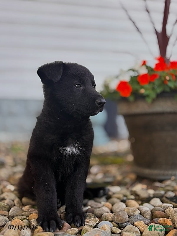 German Shepherd dogs Apex - Ad 2