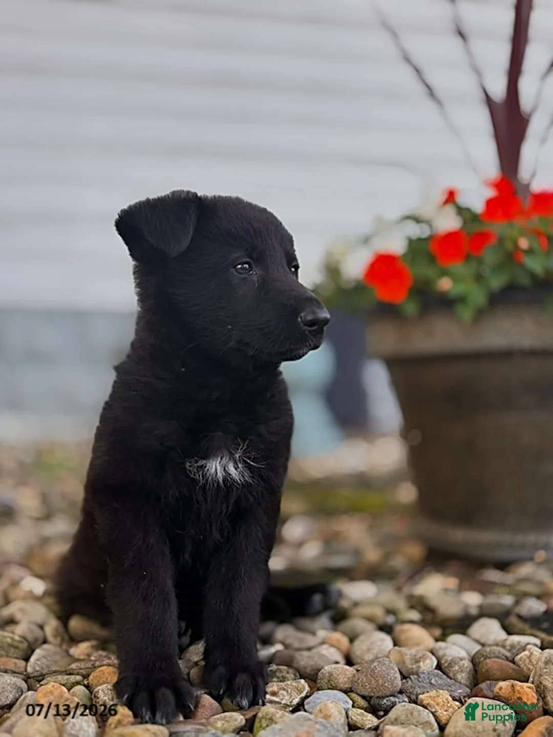German Shepherd dogs for sale: Apex - Ad 2