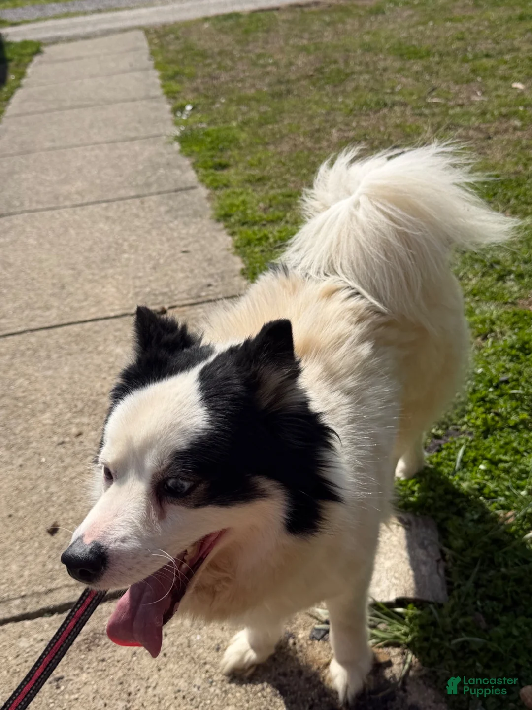 Pomsky dogs for sale: Pomsky 1 - Ad 3
