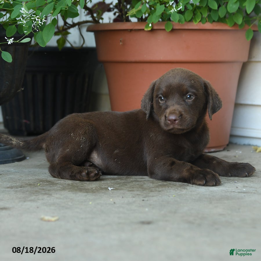 Labrador Retriever dogs Piper - Ad 2
