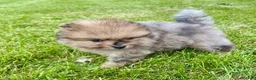 Pomeranian dogs for sale: Otis - Ad 5