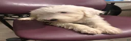 Old English Sheepdog dogs for sale: Old English Sheepdog 3 - Ad 1