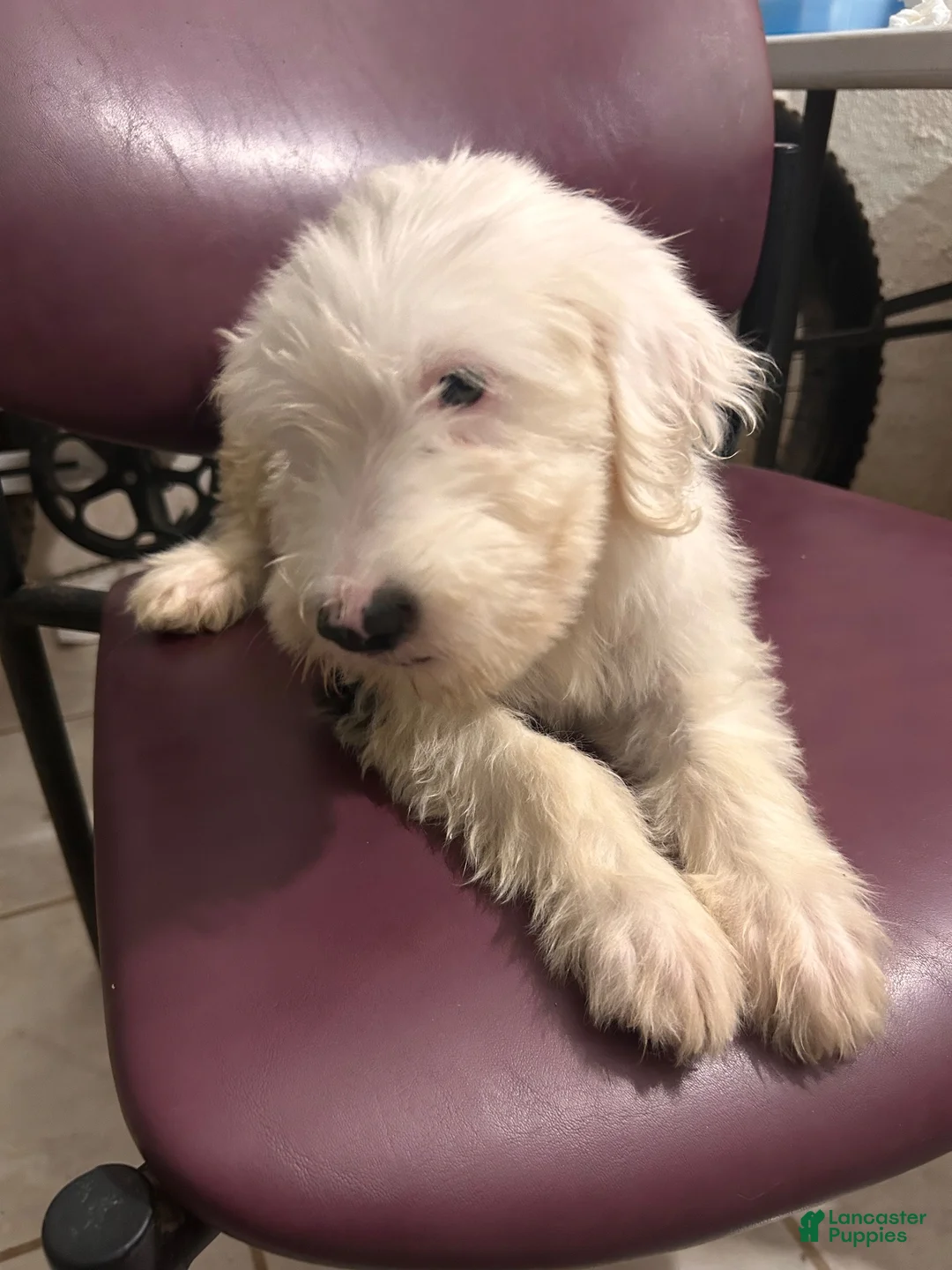 Old English Sheepdog dogs for sale: Old English Sheepdog 3 - Ad 1