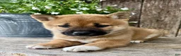 Shiba Inu dogs for sale: Olive - Ad 6