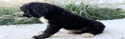 Bernedoodle dogs for sale: Patches - Ad 5