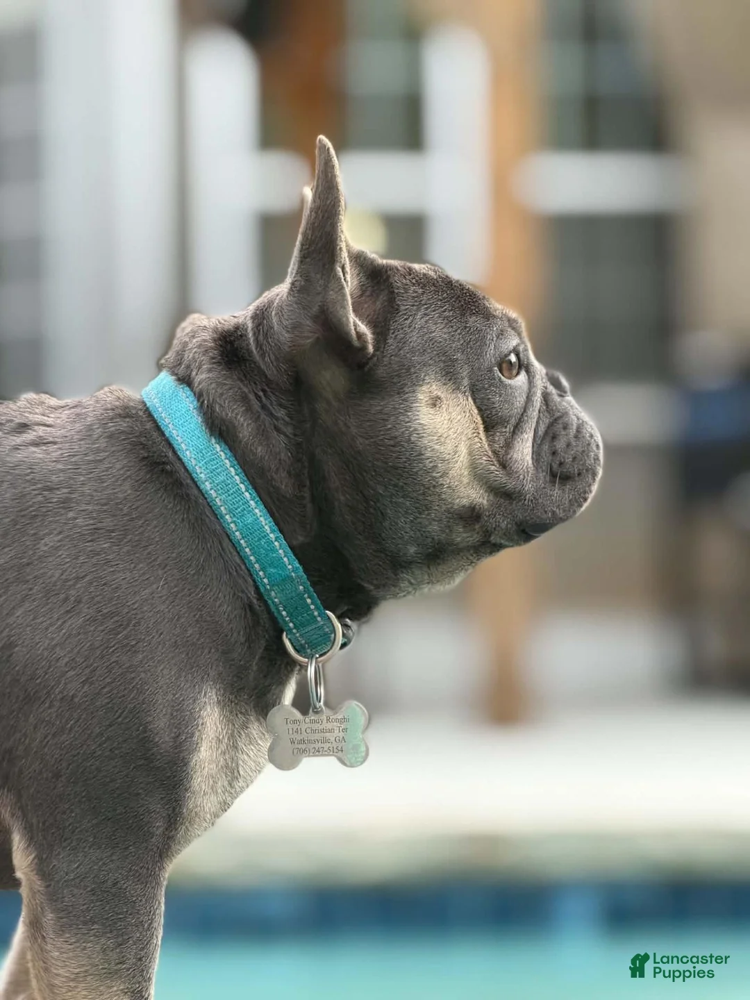French Bulldog dogs for stud: Rocky Stud Services - Ad 2