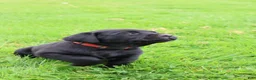 Labrador Retriever dogs for sale: Jasper - Ad 3