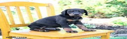 Doberman Pinscher dogs for sale: Trevor - Ad 4