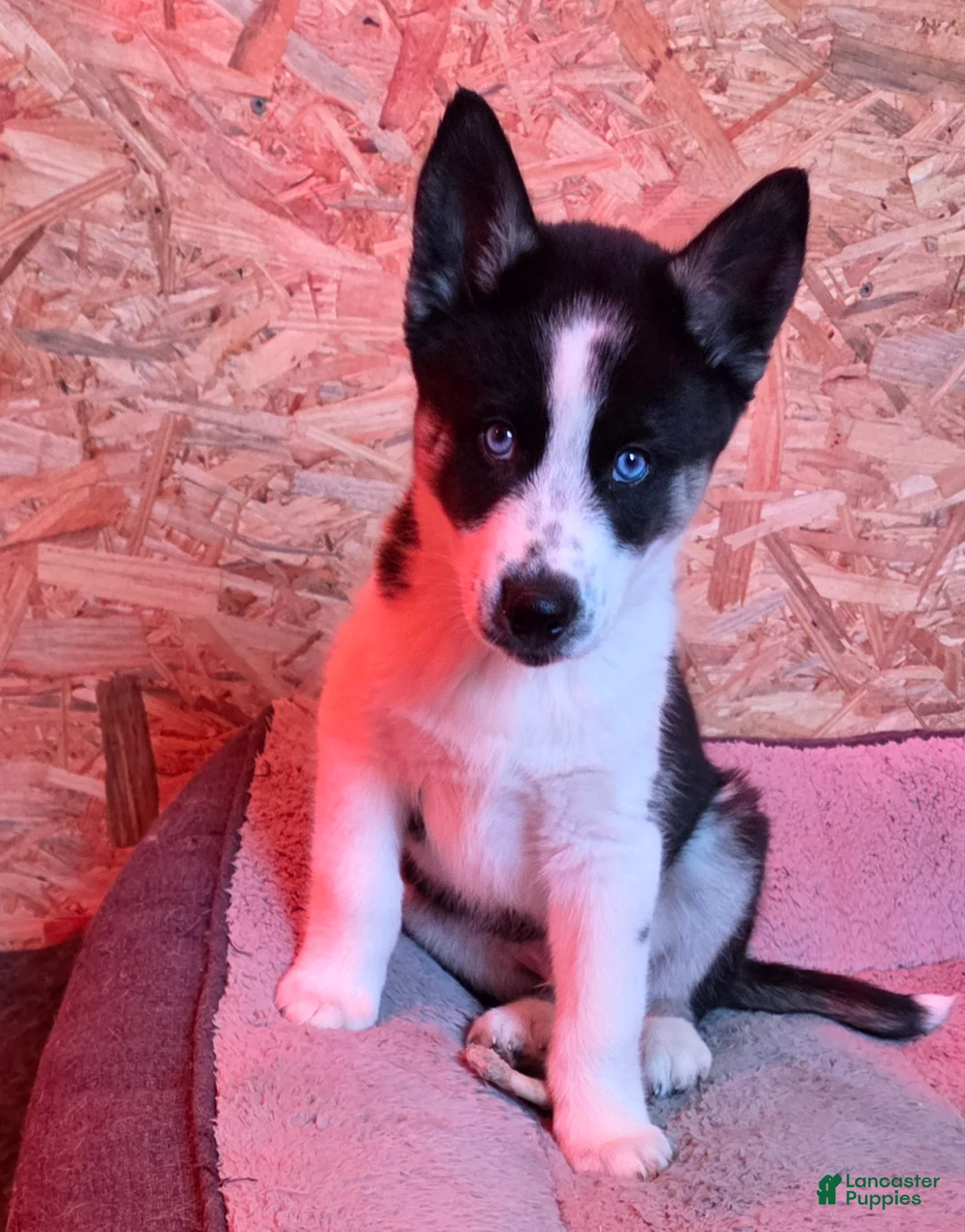 Siberian Husky dogs for sale: Siberian Husky Puppy 1 - Ad 3