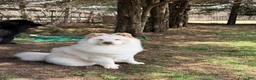 Chow Chow dogs for sale: Chow Chow 1 - Ad 2