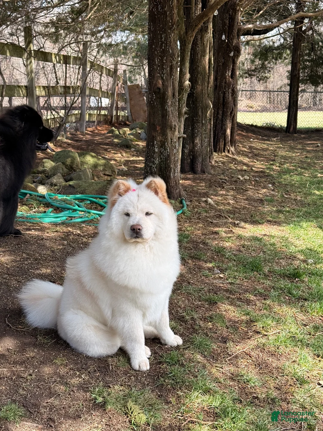 Chow Chow dogs for sale: Chow Chow 1 - Ad 2