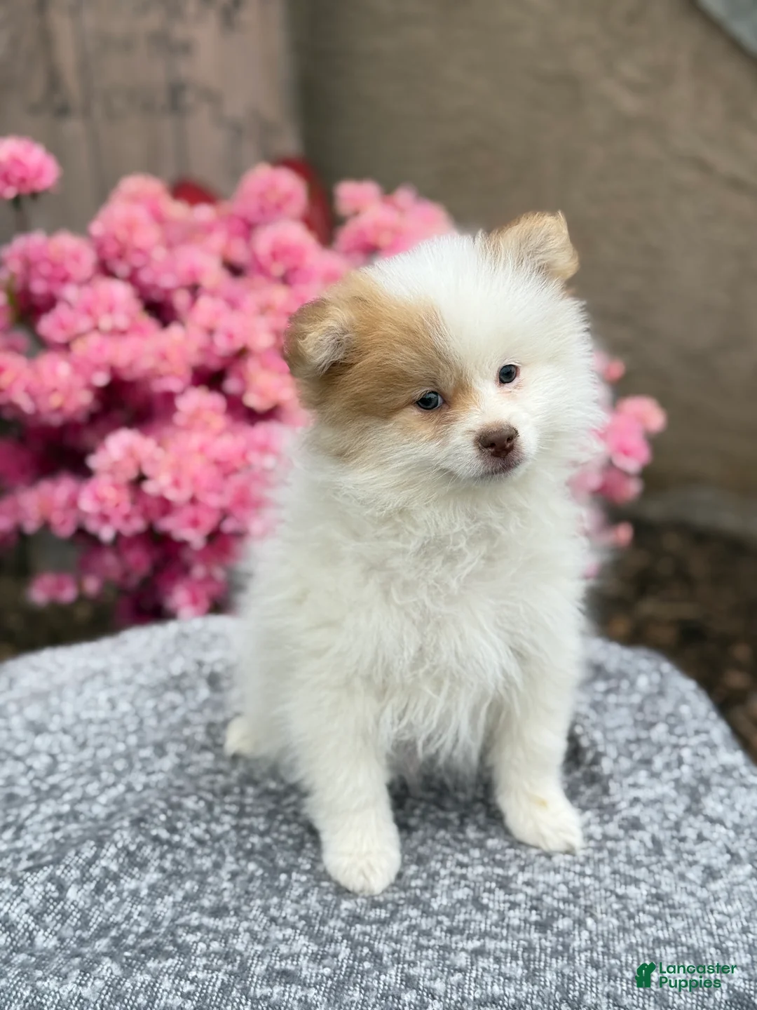 Pomeranian dogs for sale: Pilot - Ad 1