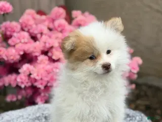Pomeranian dogs for sale: Pilot - Ad 4