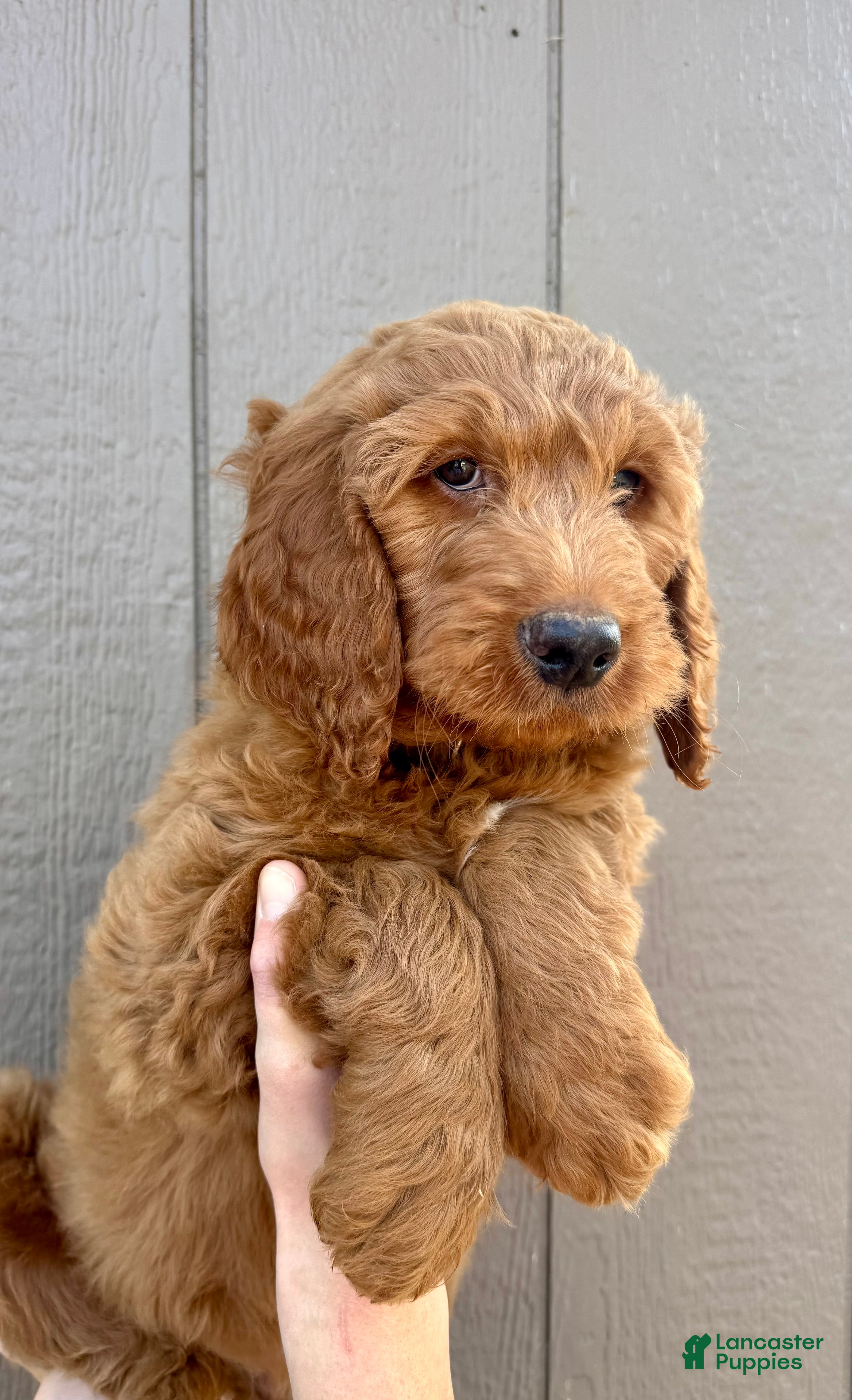 Goldendoodle dogs Laddie  - Ad 39