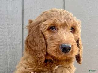 Goldendoodle dogs Laddie - Ad 39