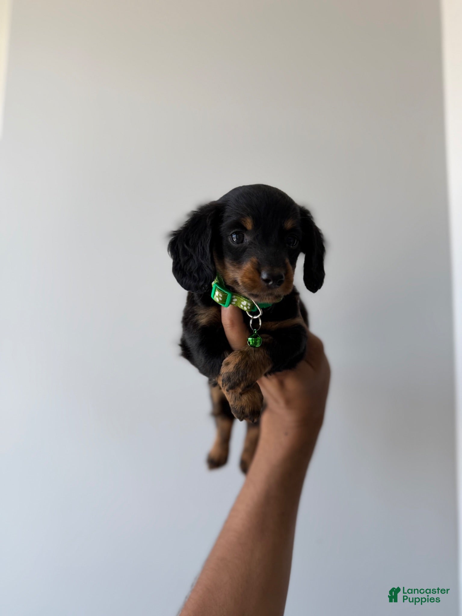 Miniature Dachshund dogs Shaggy - Ad 2