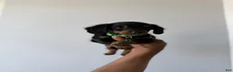 Miniature Dachshund dogs for sale: Shaggy - Ad 2