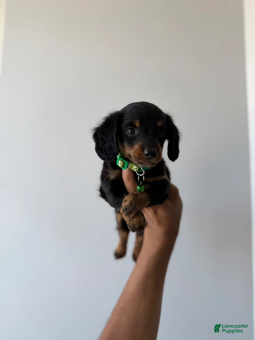 Miniature Dachshund dogs for sale: Shaggy - Ad 2