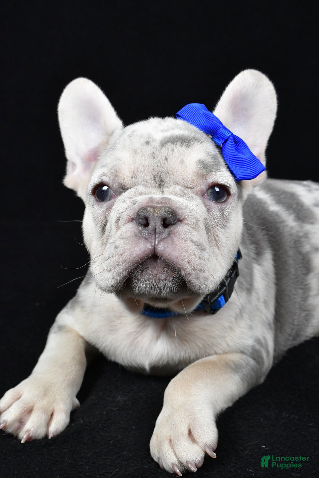 French Bulldog dogs for sale: Buster  - Ad 5