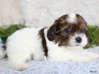 Shihpoo dogs Shihpoo Boy 4 - Ad 16