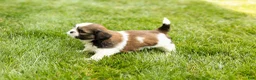 Shih Tzu dogs for sale: Gunner - Ad 3