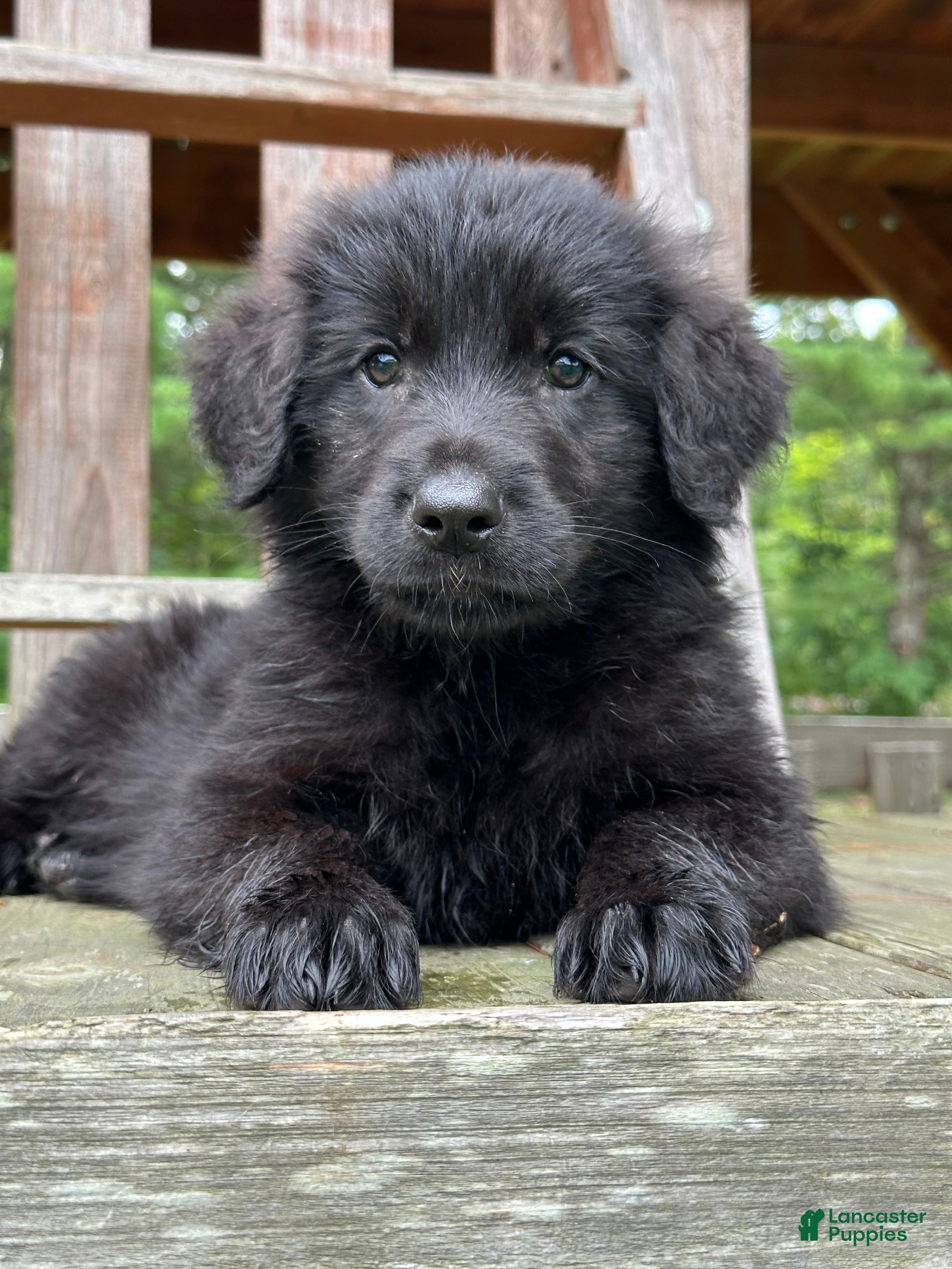 Golden Shepherd dogs Koda  - Ad 1