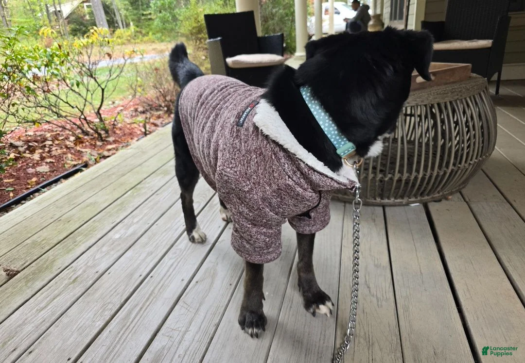 Labrador Retriever dogs for stud: Bella - Ad 2