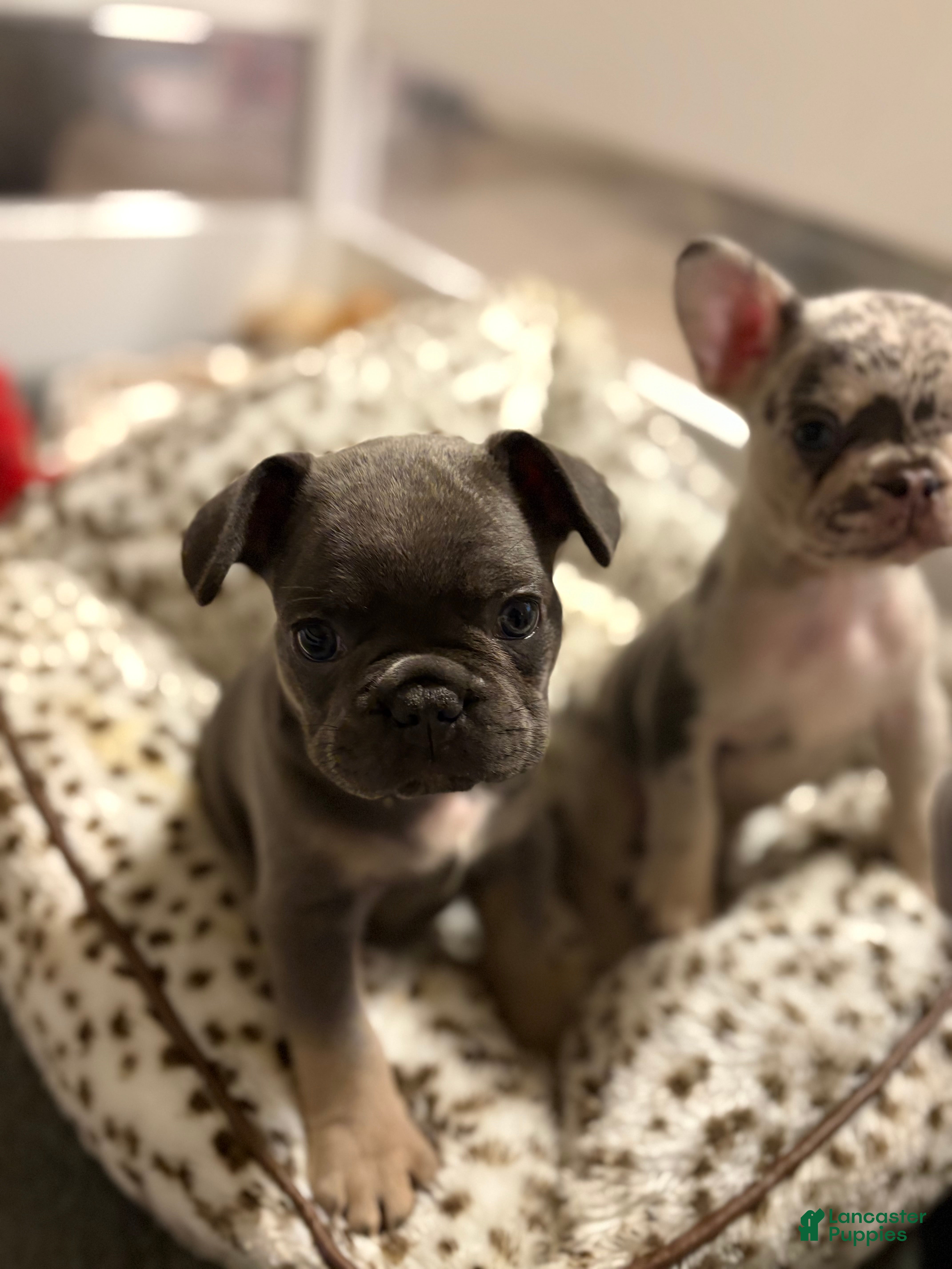 French Bulldog dogs French Bulldog 1 - Ad 1