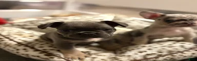 French Bulldog 1