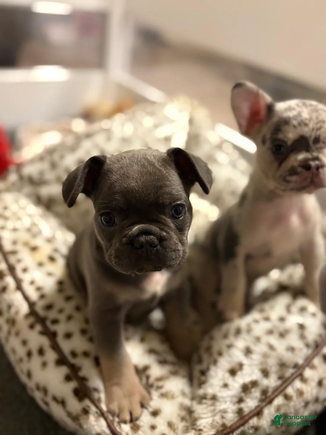 French Bulldog dogs for sale: French Bulldog 1 - Ad 1