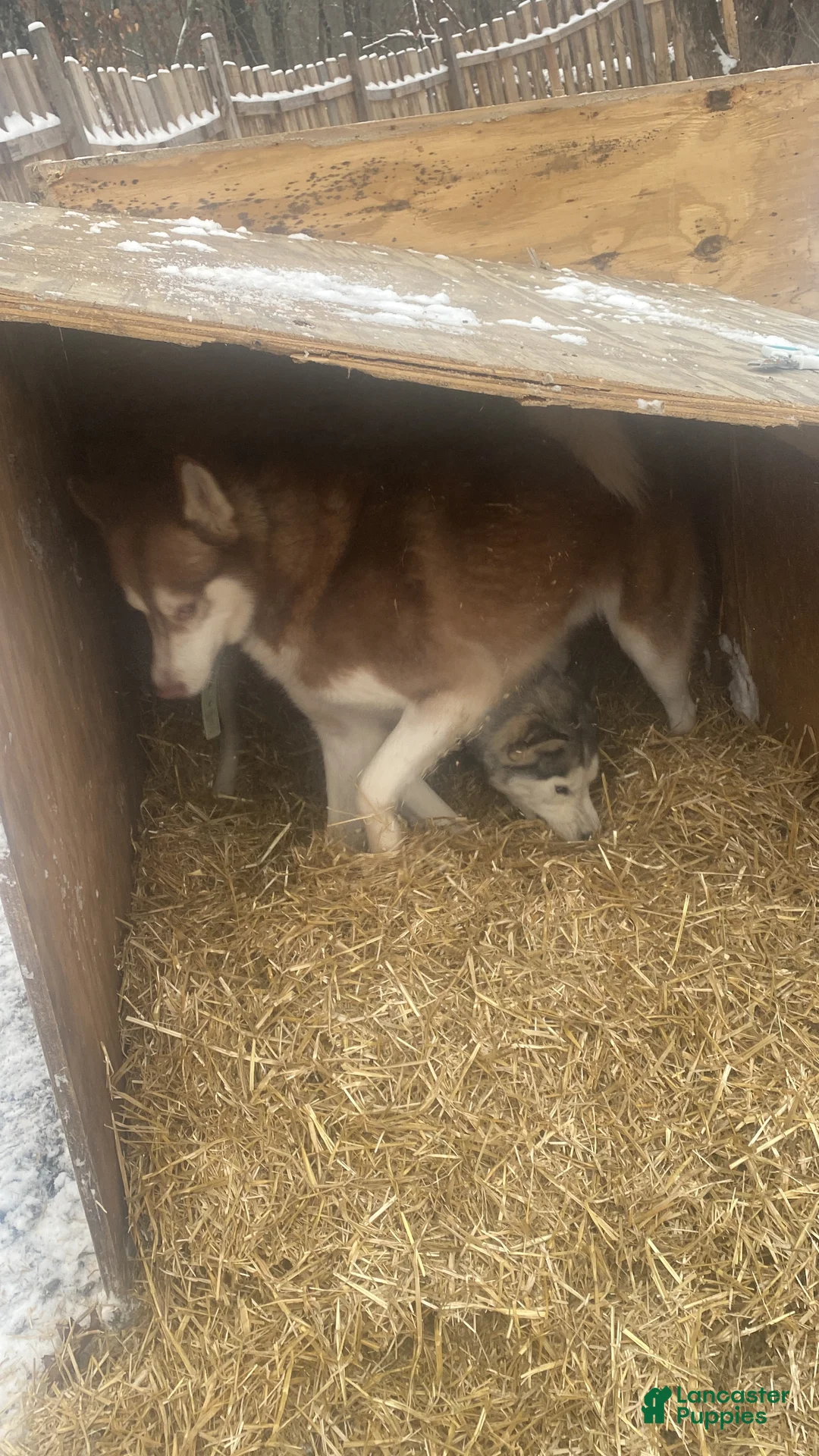 Siberian Husky dogs for sale: Siberian Husky Puppy 1 - Ad 6