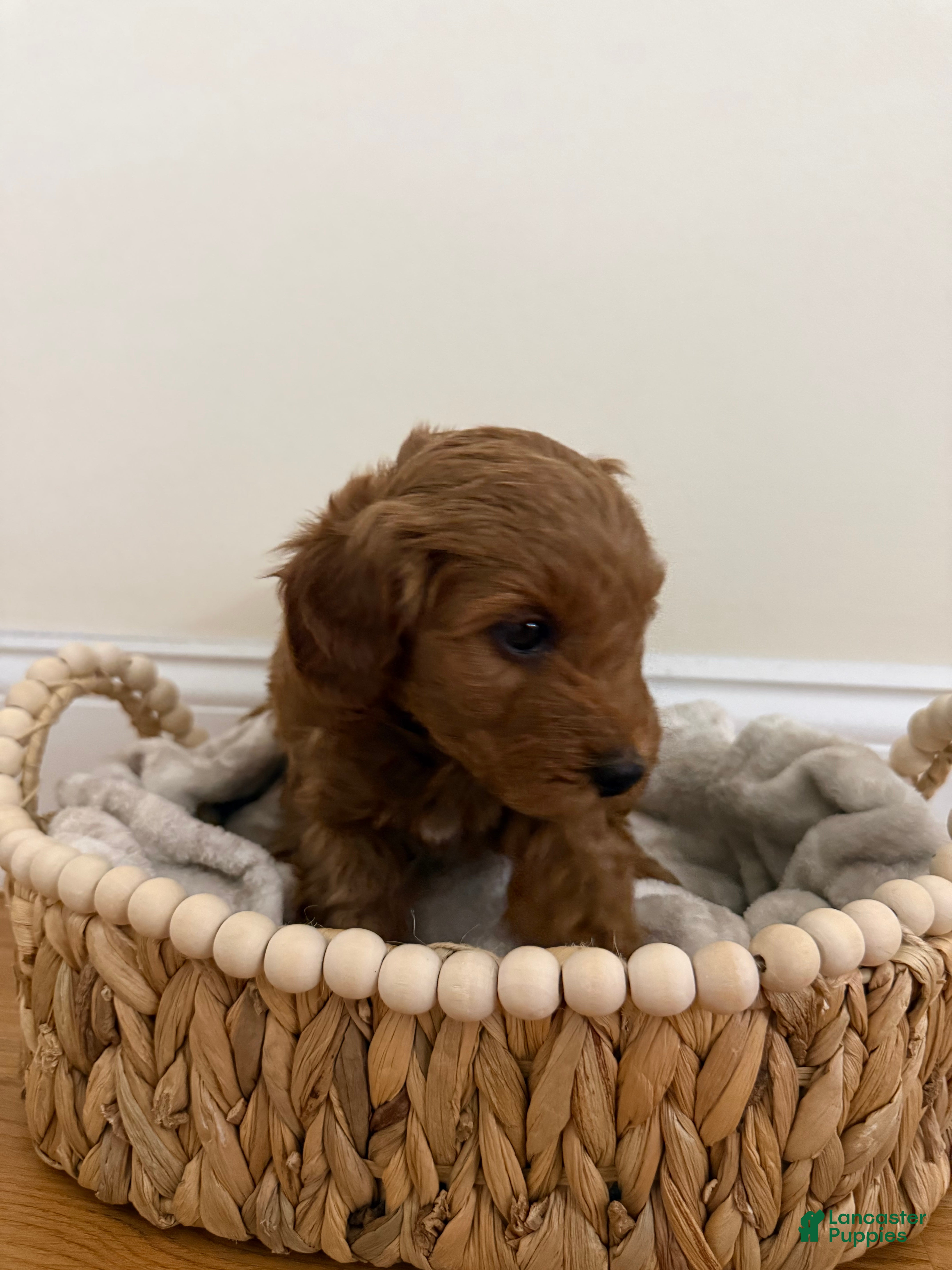 Miniature Poodle dogs Layla  - Ad 2