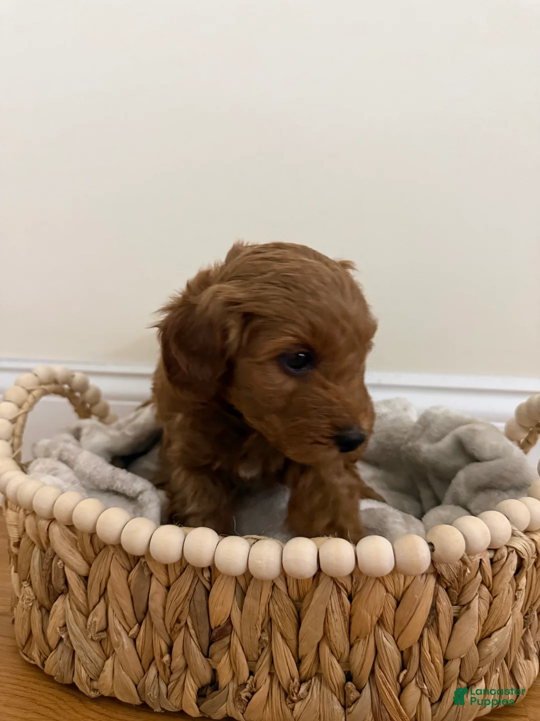 Miniature Poodle dogs for sale: Layla  - Ad 2