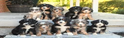 Bernedoodle dogs for sale: Bella   - Ad 5