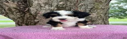 Bernedoodle dogs for sale: Honey - Ad 10