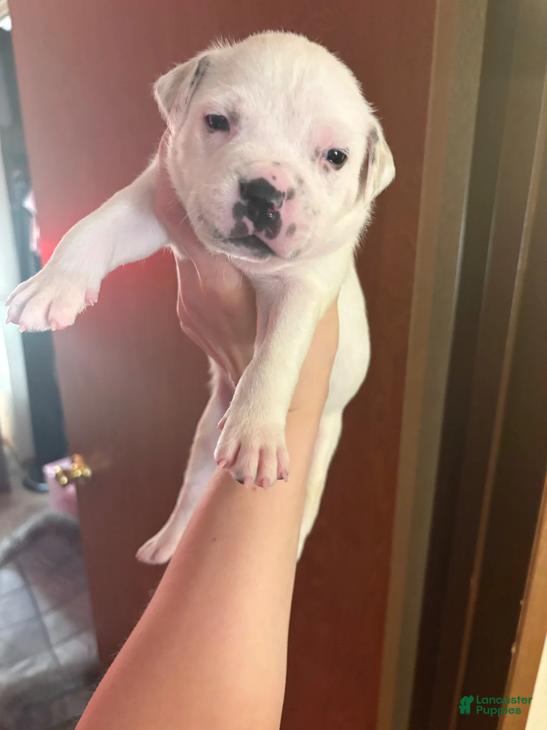 American Bully dogs for sale: American Bully 7 - Ad 1